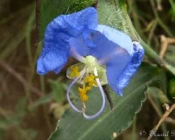 Commelina erecta