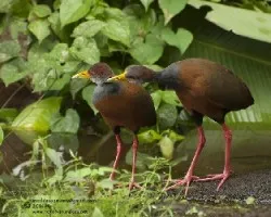 Aramides cajanea