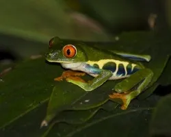Agalychnis callidryas