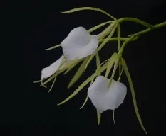 Brassavola nodosa