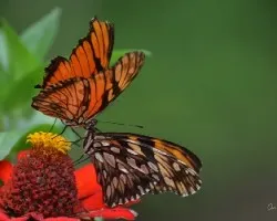 Mariposas