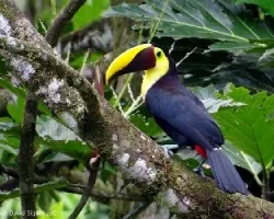 Ramphastos ambiguus