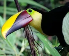 Ramphastos ambiguus