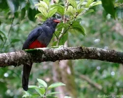 Trogon massena