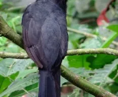 Trogon massena