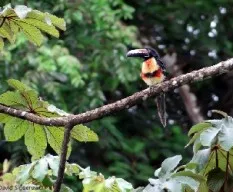 Pteroglossus torquatus