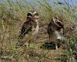 Athene cunicularia