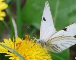 Tatochila vanvolxemii