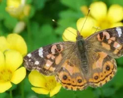 Vanessa braziliensis moore