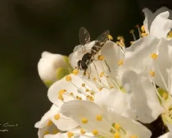 Allograpta obliqua