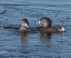 Podilymbus podiceps