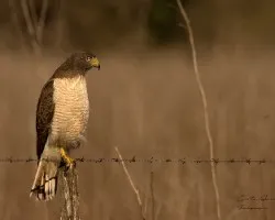 Buteo magnirostris