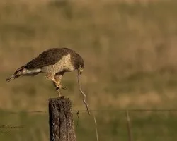 Buteo magnirostris