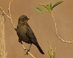 Chrysomus ruficapillus