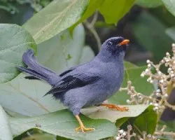 Myadestes melanops