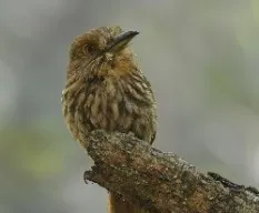 Malacoptila panamensis