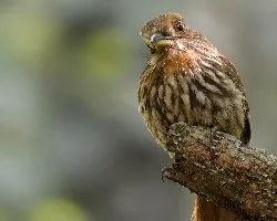 Malacoptila panamensis