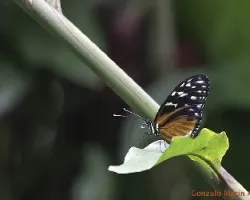 Mariposa 2
