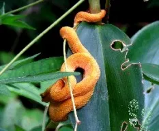 Bothriechis schlegelii