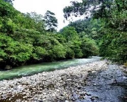 Cruzando el pejibaye