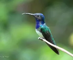 Florisuga mellivora