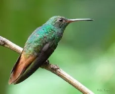 Amazilia tzacatl
