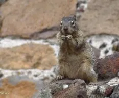 Spermophilus variegatus