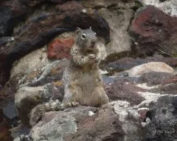Spermophilus variegatus