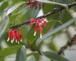 Flor