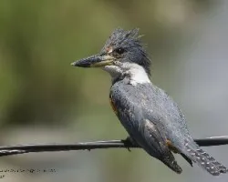 Megaceryle torquata
