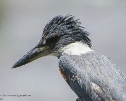 Megaceryle torquata
