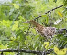 Tigrisoma mexicanum