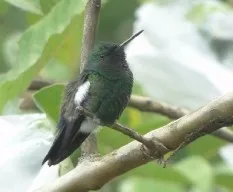 Amazilia saucerrottei