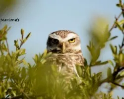 Athene cunicularia