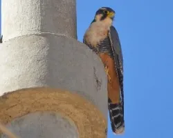 Falco femoralis