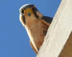 Falco femoralis