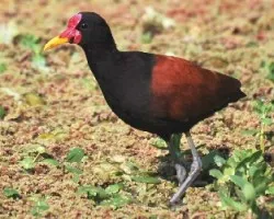 Jacana jacana