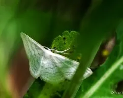 Scopula incanata