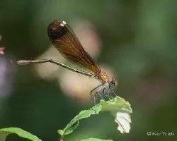 Calopteryx xanthostoma