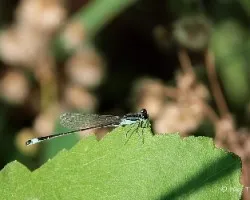 Ischnura graellsii