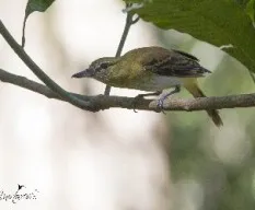 Attila spadiceus