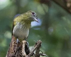 Attila spadiceus