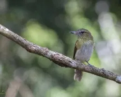 Attila spadiceus