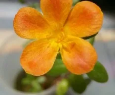 Id