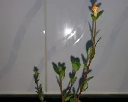 Id
