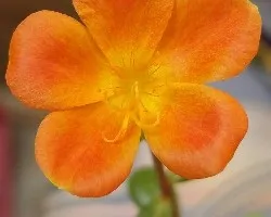 Id