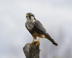 Falco femoralis