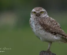 Athene cunicularia