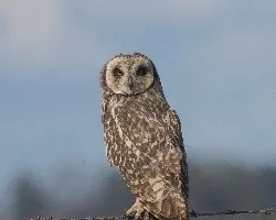 Asio flammeus