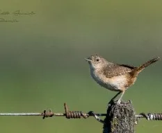 Troglodytes aedon